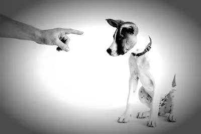 Why dominance theory is outdated — and what to do instead