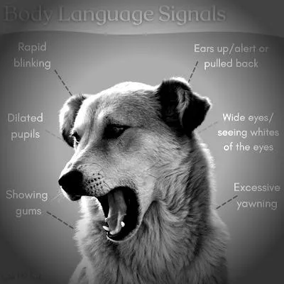 5 signs your dog is stressed (that most owners miss)