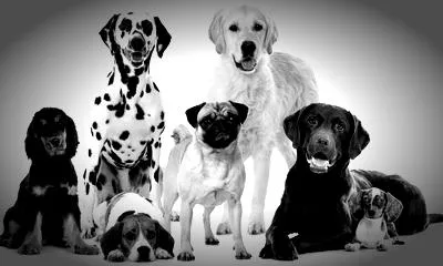 The power of structured social sessions for reactive dogs
